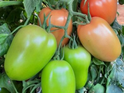Tomate Venetto, da Topseed Premium
Agristar do Brasil