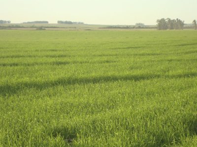 Imóvel Rural - Foto: Divulgação