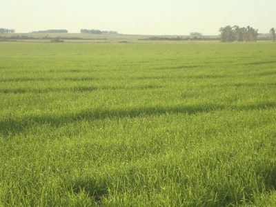 Imóvel Rural - Foto: Divulgação