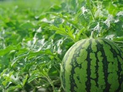 Melancia - Crédito Shutterstock