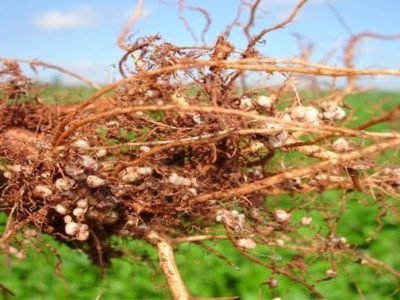 Inoculação - crédito Embrapa Agropecuária Oeste