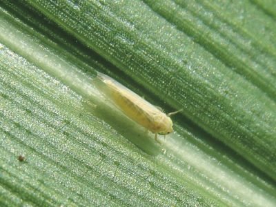 Inseto - Crédito: Arquivo