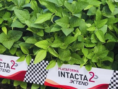 Intacta - Foto Ilustrativa