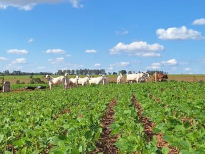 Integração Lavoura-Pecuária - Crédito Equipe Cocamar Divulgação