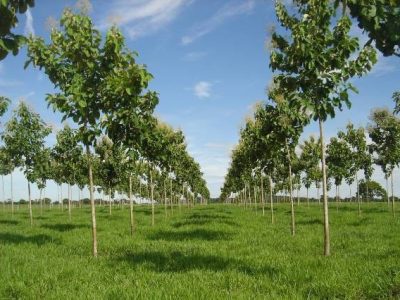 Integração lavoura-pecuária-teca - Crédito Arquivo