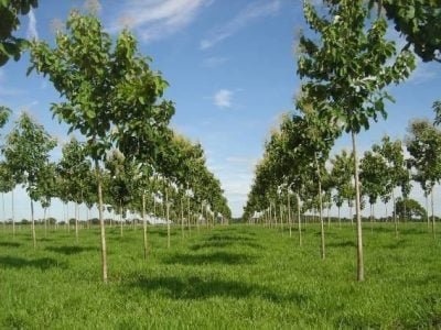 Integração lavoura-pecuária-teca - Crédito Arquivo