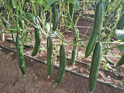 Irrigação - Foto: EMATER-DF