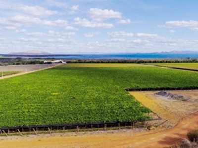 Plantação de uva irrigada com gotejamento Netafim - Foto: Divulgação