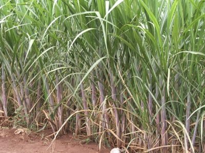 Irrigação - Foto: Ana Maria Diniz