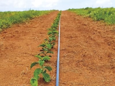 Irrigação - Créditos: Vinícius Teixeira Lemos