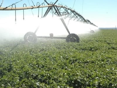 Irrigação de lavoura de feijão por pivô central - Crédito Luize Hess