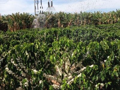 Irrigacao-do-cafe-Credito-Thales-Barcelos