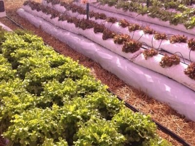 Isla - 60 anos- Créditos Divulgação