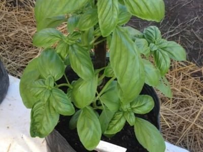 Manjericão - Crédito Divulgação Isla