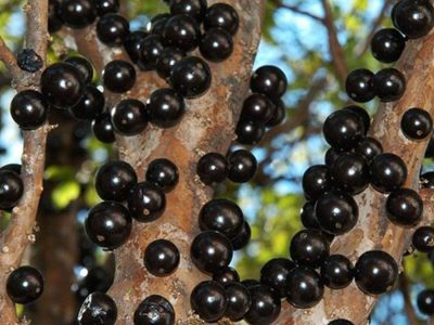 Jaboticaba - Crédito: Internet