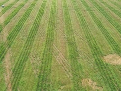 JampFlorestas_Reflorestamento2 (Pequeno)