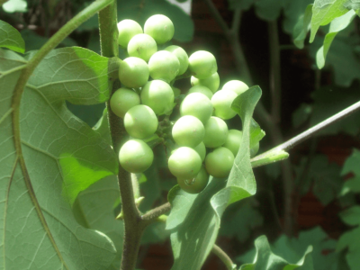 Jurubeba Solanum paniculatum - Foto: Acervo Sitio da Mata
