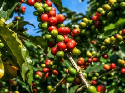 Café - Foto: Divulgação