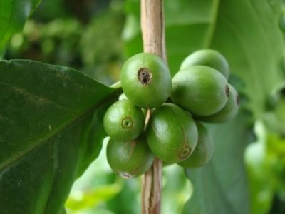 Koppert-Crédito-Epamig