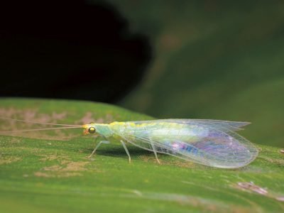 Crédito: Shutterstock