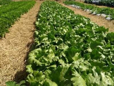 LAUREL-CAMPO-01 (Pequeno)