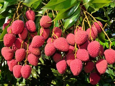 Lichia - Crédito Paulo Katsuo Tsuge