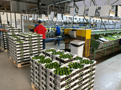 Limão sendo exportado