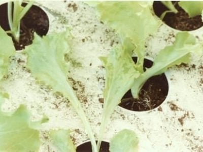 LMV mosaico - Crédito Valdir Atsushi Yuki