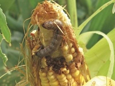 Lagarta - Créditos Luize Hess