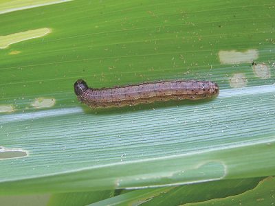 Lagarta - Crédito Marina Torres