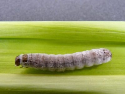 Lagarta beauveria atacada por fungo - Crédito Vanda Pietrowski