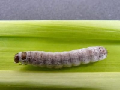 Lagarta beauveria atacada por fungo - Crédito Vanda Pietrowski