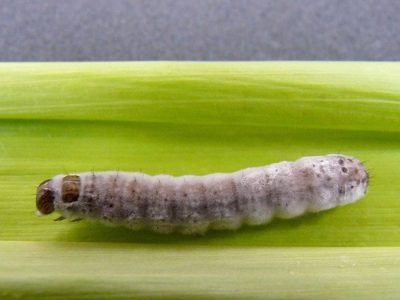 Lagarta beauveria atacada por fungo - Crédito Vanda Pietrowski