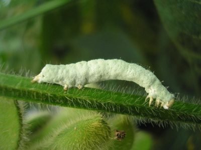 Lagarta da soja - Crédito: Daniel Sosa Gómez