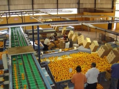 Laranja-01-Crédito-Citrus-Killer-08-2012-Anuário-2013