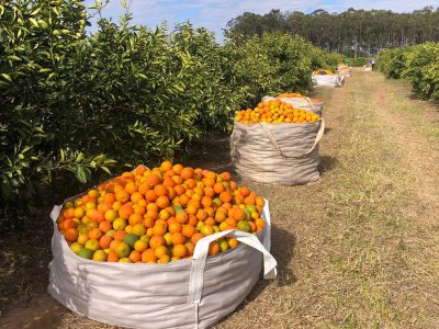 Laranja - Crédito: Shutterstock