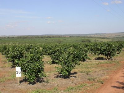 Laranja-13-Crédito-Citrus-Killer-08-2012