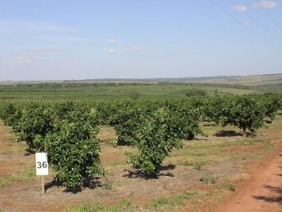 Laranja-13-Crédito-Citrus-Killer-08-2012