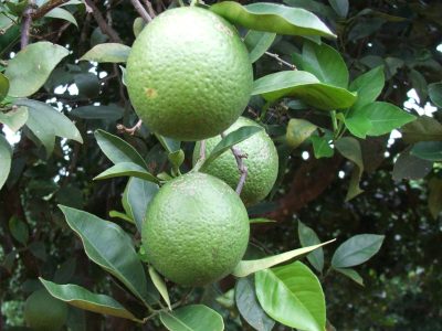 Laranja-14-Crédito-Ana-Maria-Diniz