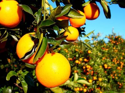 Laranja - Crédito: Shutterstock