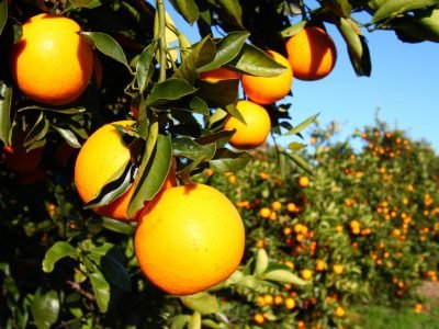 Laranja - Crédito: Shutterstock