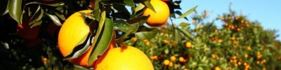 Laranja- Crédito: Shutterstock