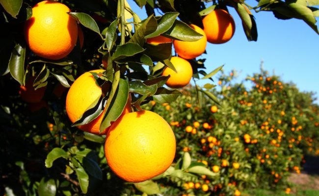 Laranja- Crédito: Shutterstock