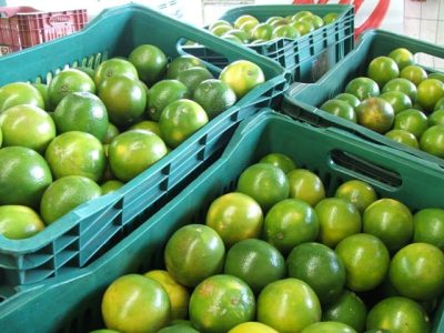 Laranja 24 - Crédito Miriam Lins