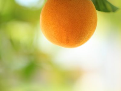 Laranja - Crédito: Shutterstock