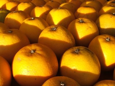 Exportação de frutas cresce 20% e incentiva ainda mais o mercado