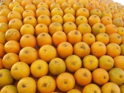 Crédito Ana Maria Diniz