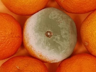 Divulgação
O Greening atinge o floema das plantas cítricas, reduz produtividade e qualidade do fruto