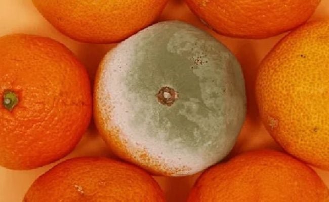 Divulgação
O Greening atinge o floema das plantas cítricas, reduz produtividade e qualidade do fruto