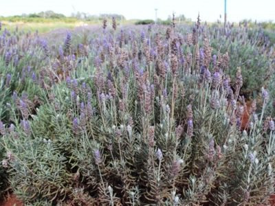 Lavanda - Foto: Divulgação